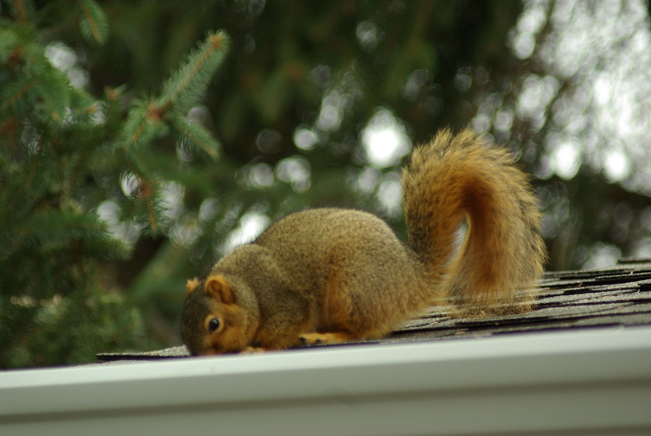 Quick Wildlife Removal in Houston