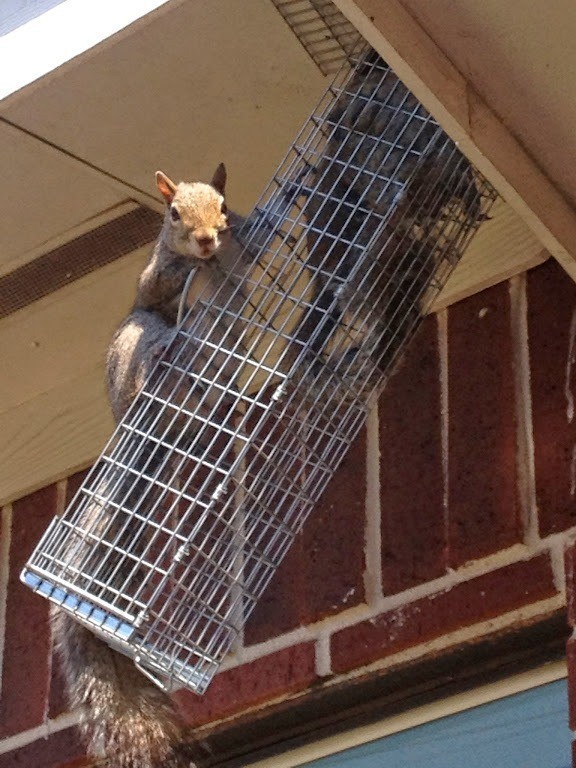Professional Wildlife Removal in Houston